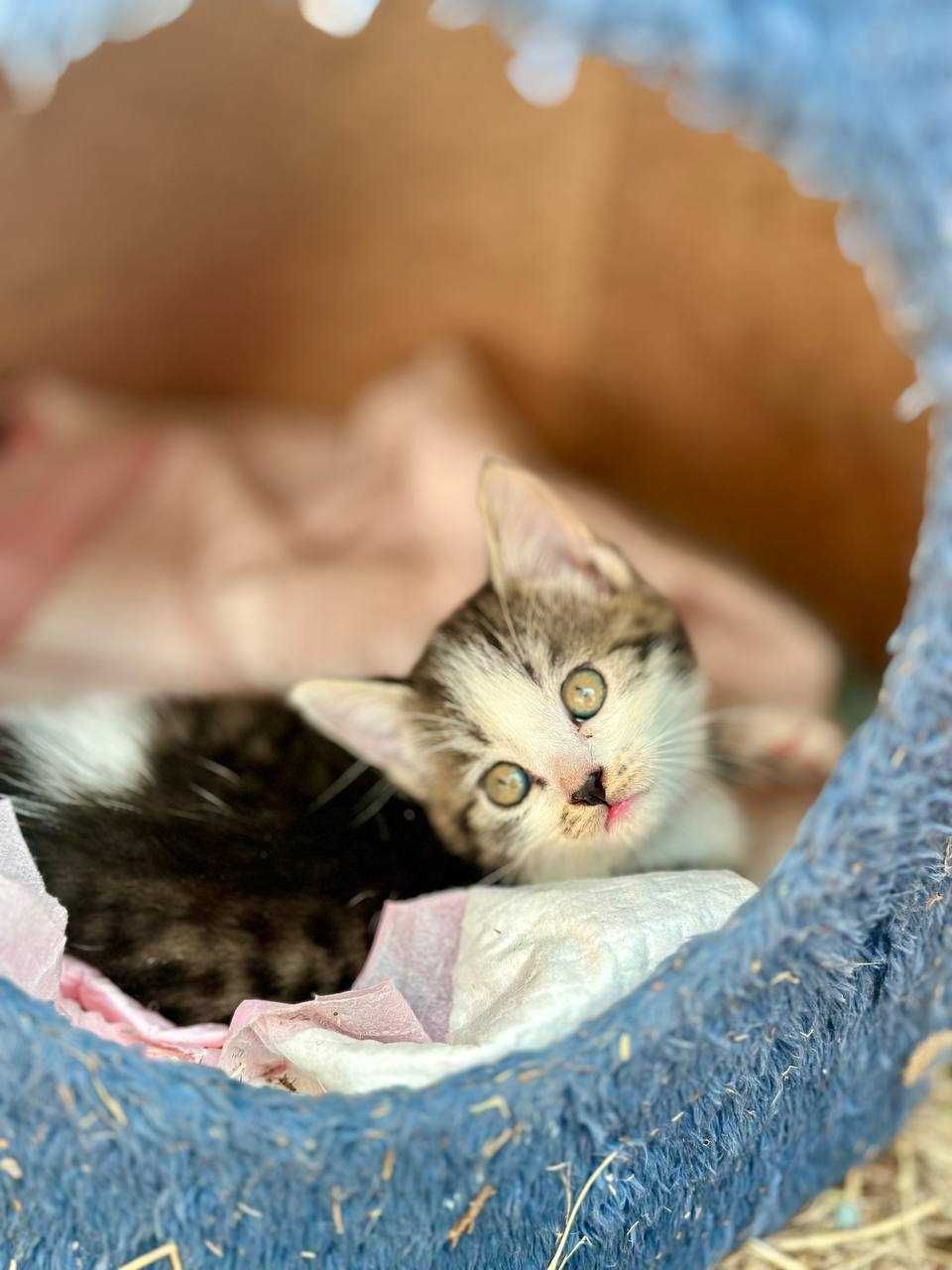 Котята в добрый руки