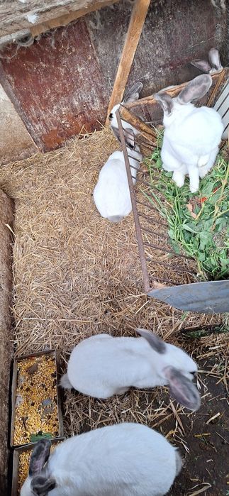 Vand 2 iepuroaice fluture francez si tineret