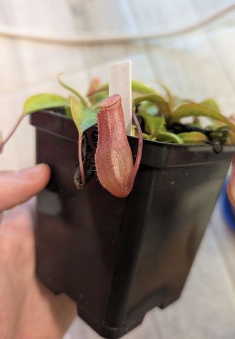 Mix de Nepenthes Lowii x Ventricosa și Ventricosa x Sibuyanensis