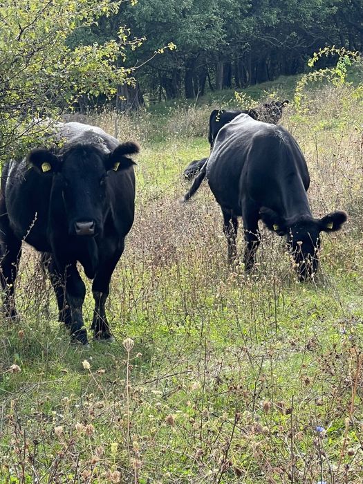 Vand vaci Aberdeen Angus