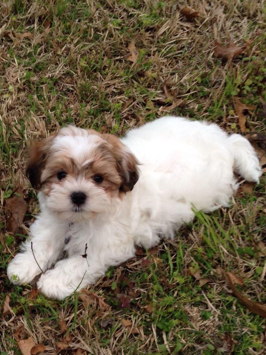 Bichon Havanez, pui 8 săptămâni, vaccinat & deparazitat, cu pedigree