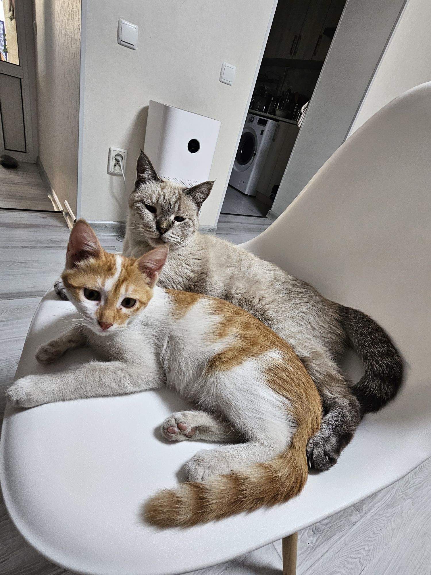 Kotenok 3 mesyasa