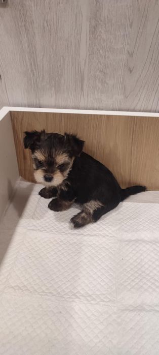 Йоркширски териер