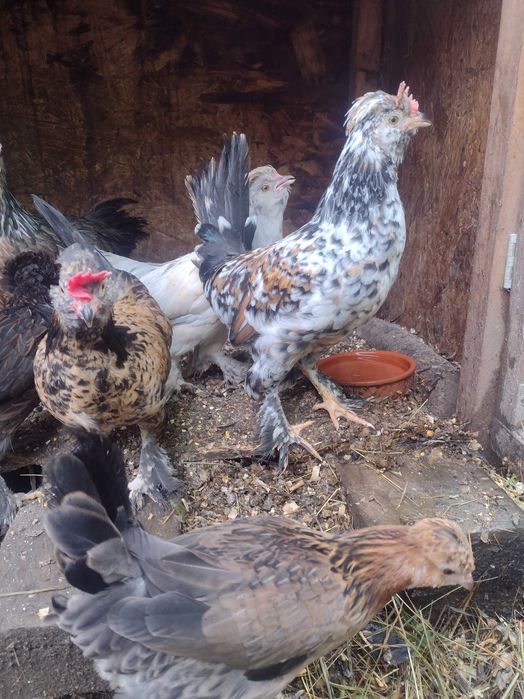 Perechi de găini pitice (pui)