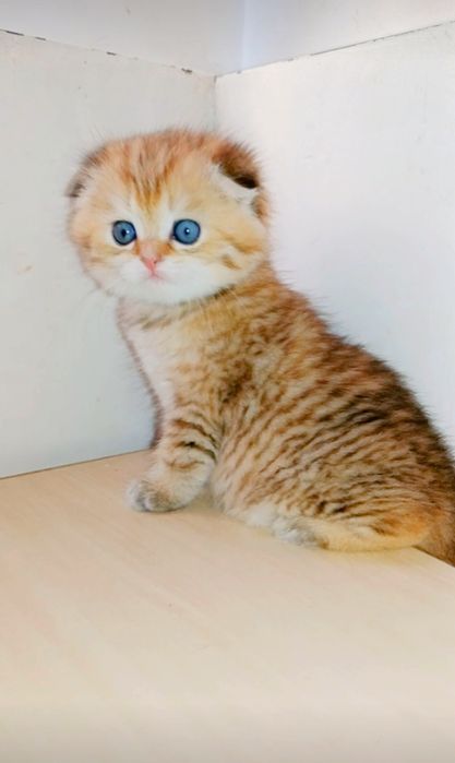 Роскошные котята Скоттиш Фолд