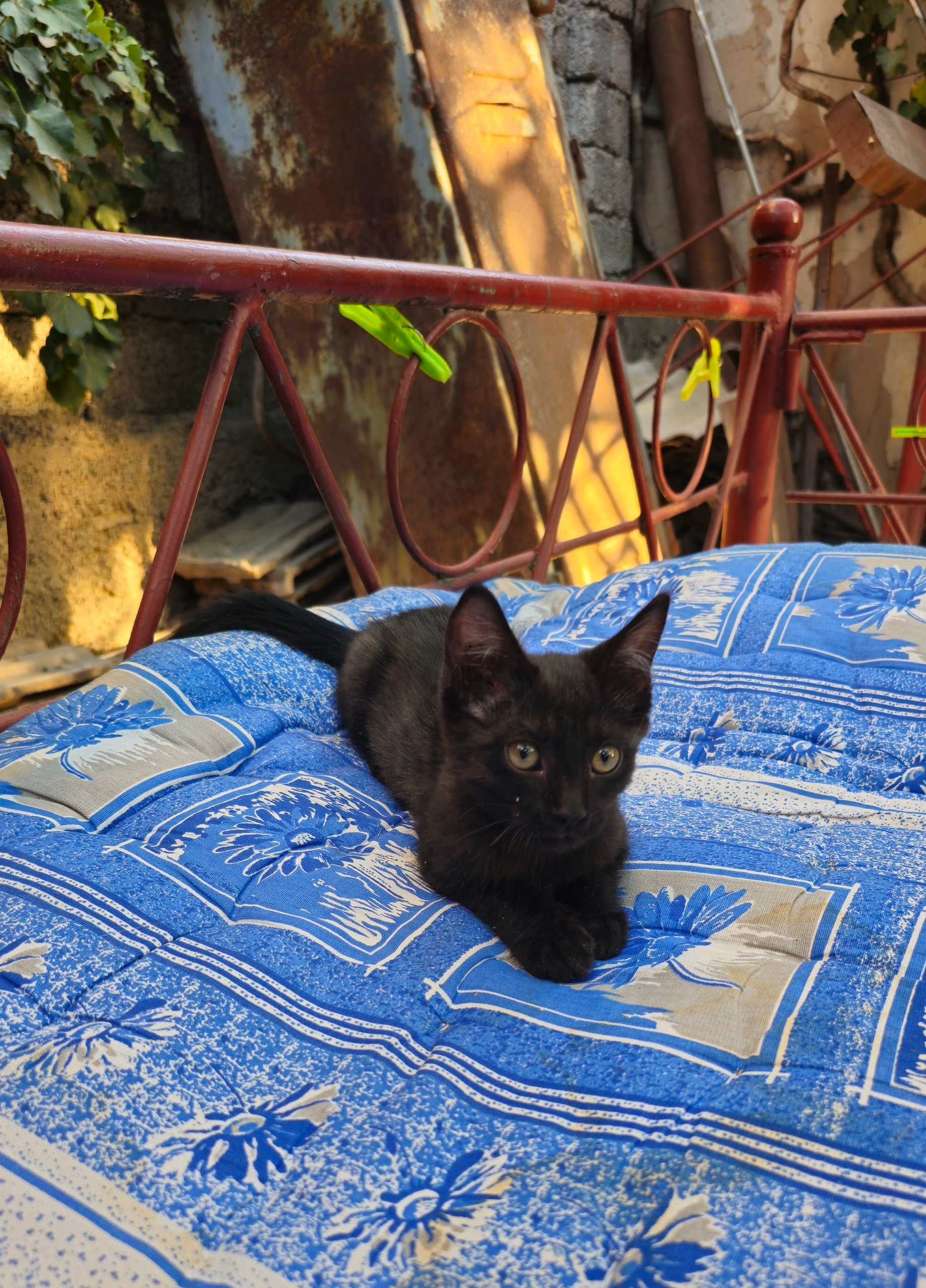 Отдаю в хорошие заботливые руки чёрного ласкового котёнка!