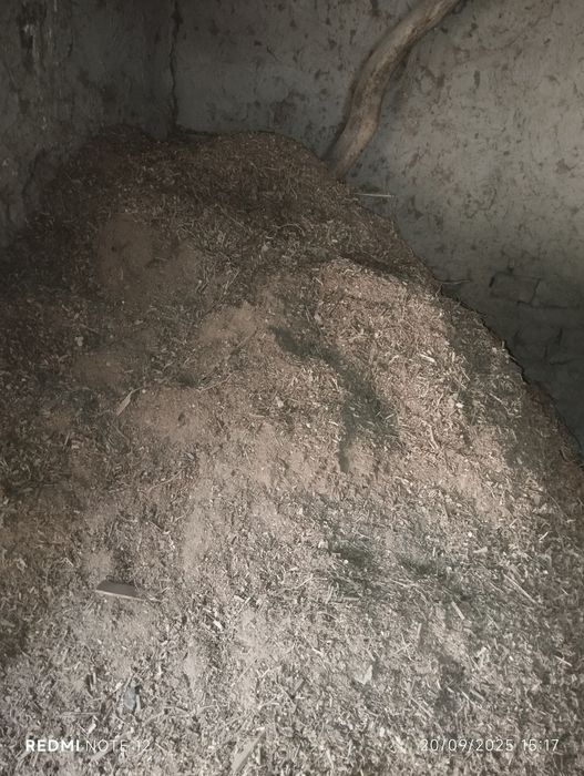 Apilk sotilodi xoltolonmogon