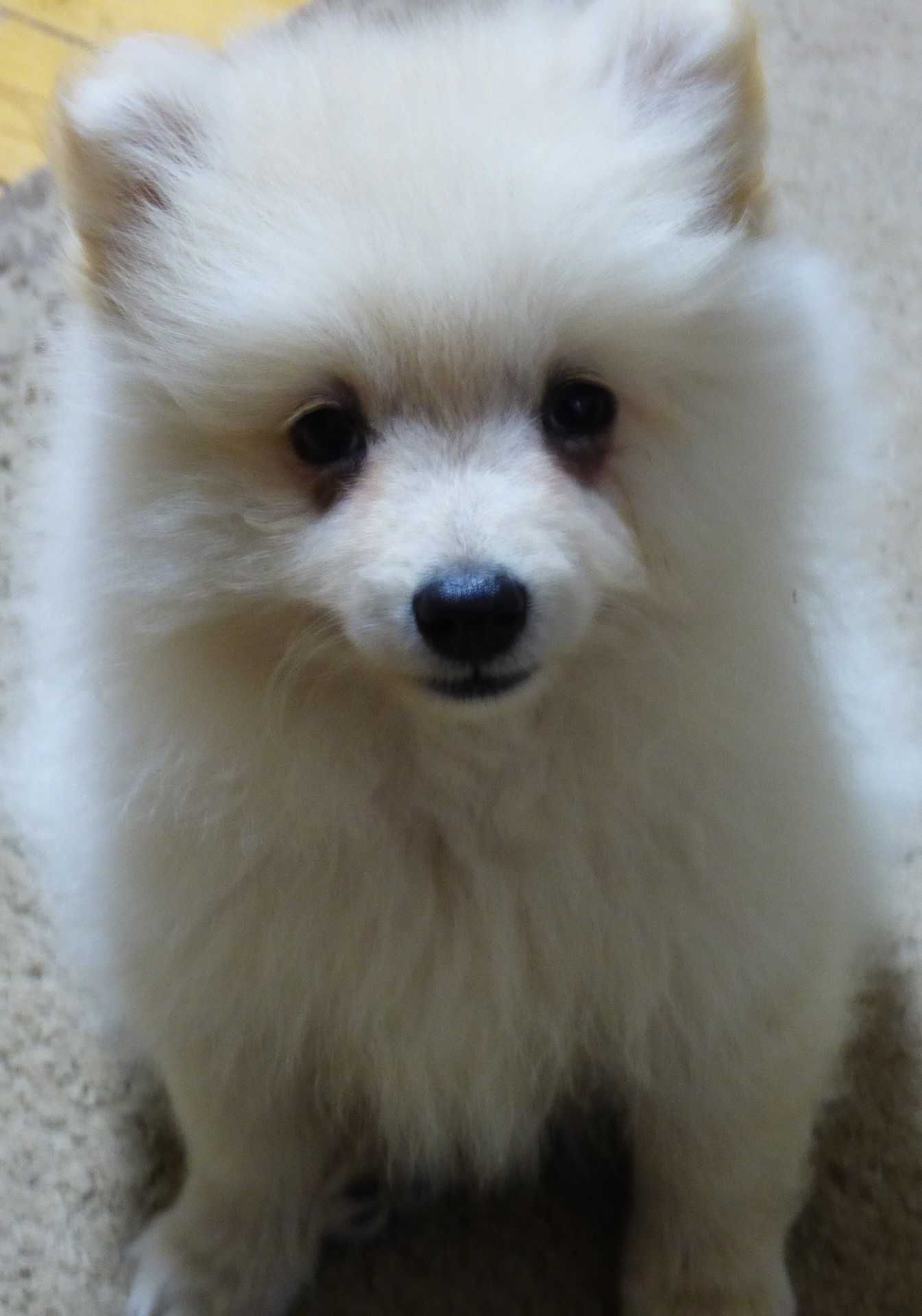Pomeranian femela