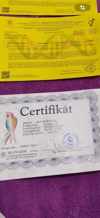 Papagal ara inelat cu adn, mascul