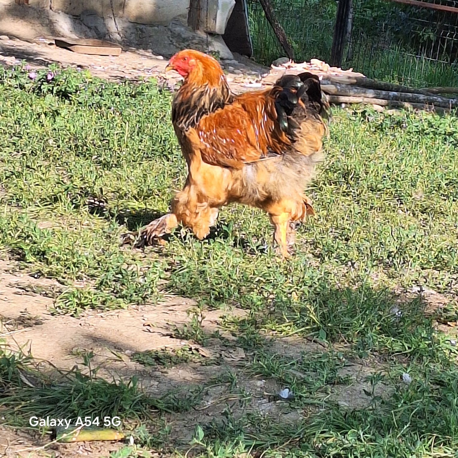 Vând cocoși tineri brahma columbian