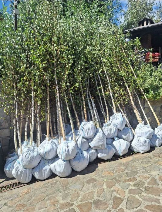 Mesteacăn tei platan catalpa Arțar