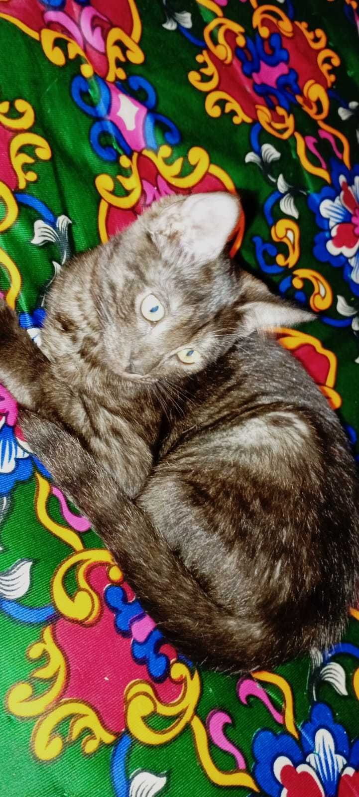 Котенок (девочка) ищет дом!