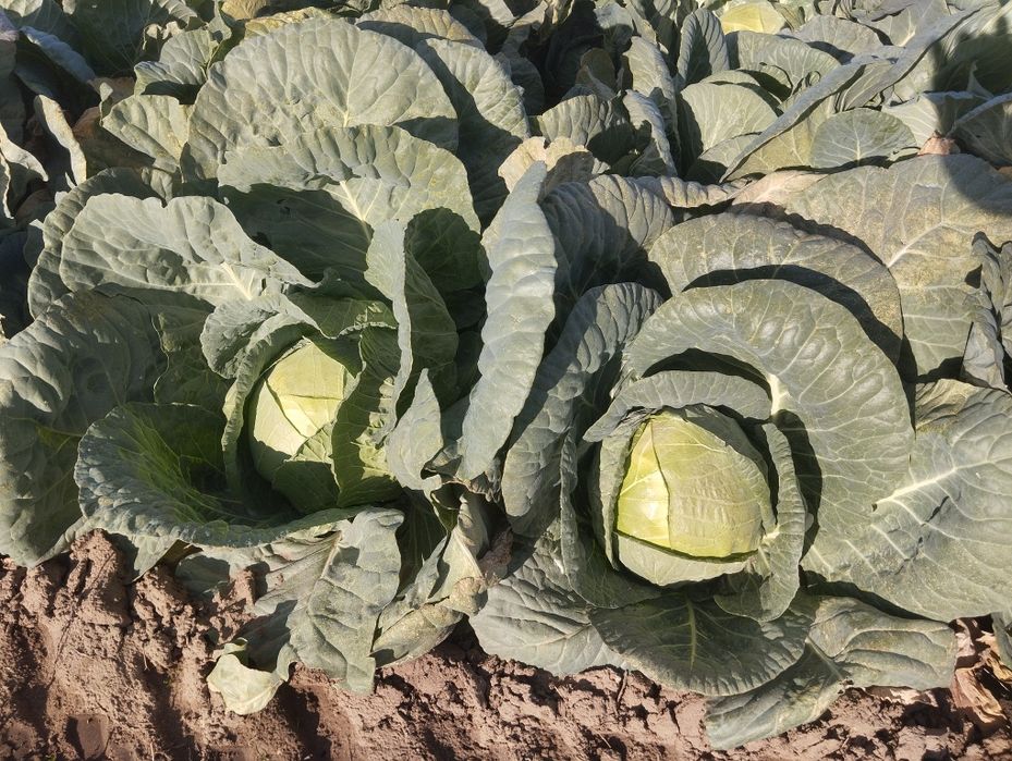 Продавам Зеле-ЕРГЕНСКО.