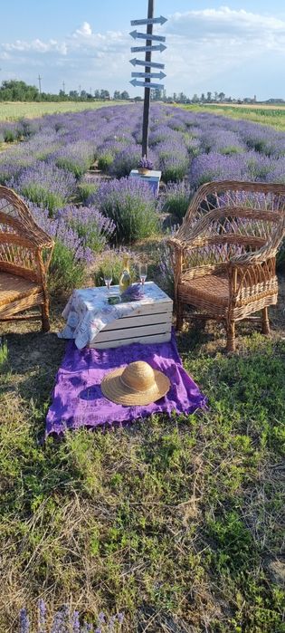 Tufa lavanda de 4 ani plantata