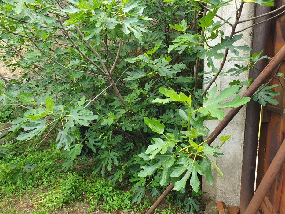 Vând loc casa in Moldova Veche suprafața 680mp