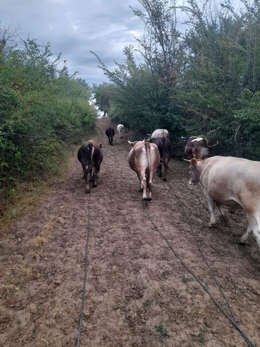 Vaci și tauri de vanzare