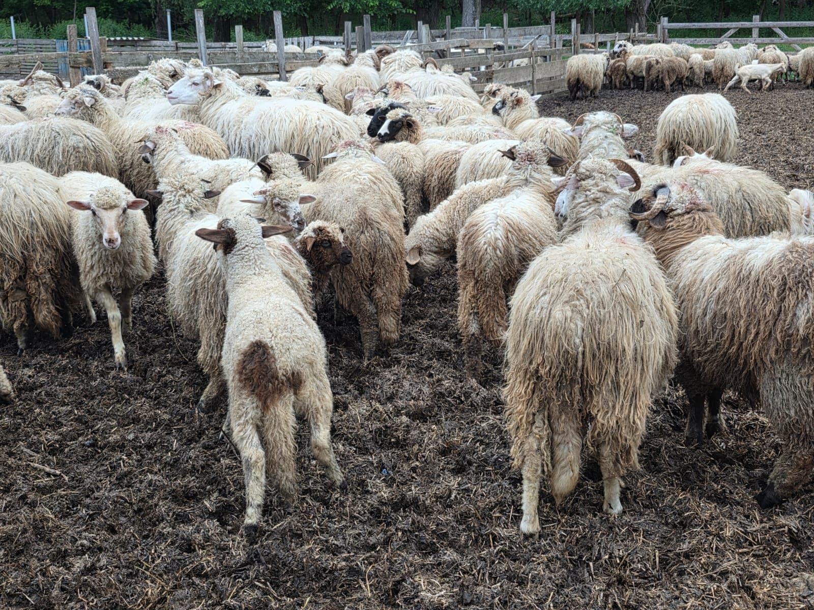 Vând Berbecuții Anul accesta  mai multe detalii la Nr de Tel:074740997