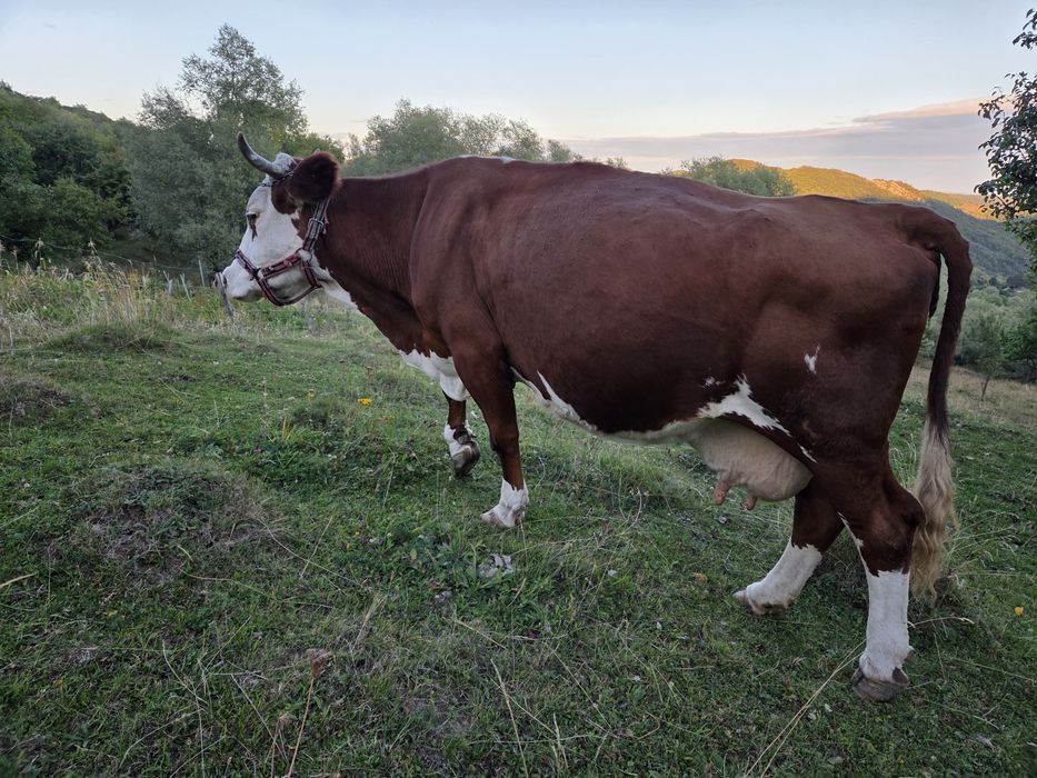 Vacă bălțată românească