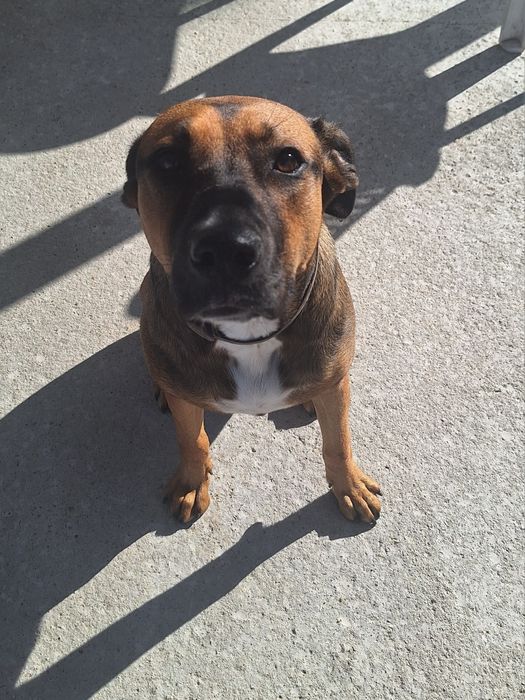 Donez caine - femela