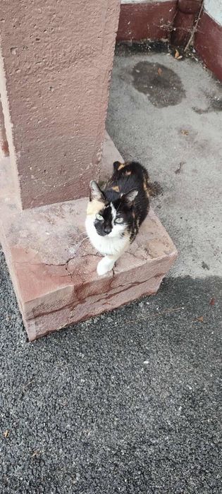 Женско котенце търси дом