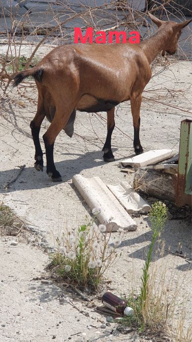 Vand/schimb tap alpin francez