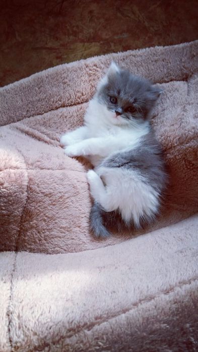 Котята, милые пушистики.