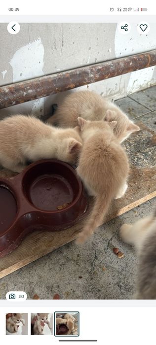 отдам котят,котята