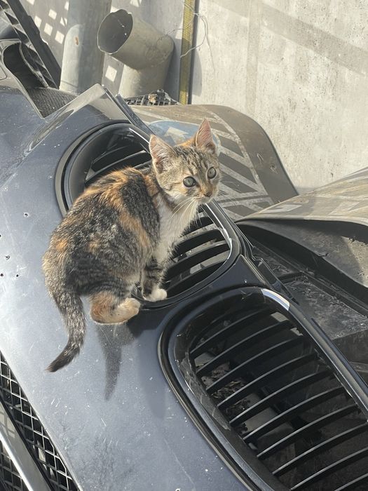 donez 5 pisoi de o luna