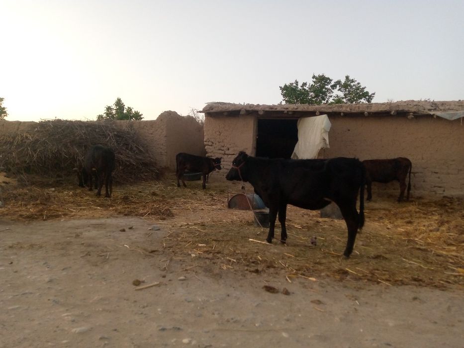 Ona bola segir porada