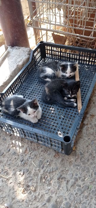 Котята маленькие,45 дней.