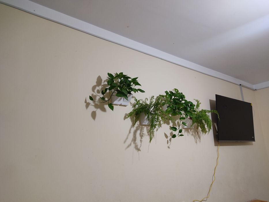 Эпипре́мнум золотистый очиститель воздуха