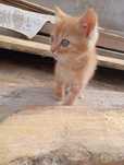 Отдам котят бесплатно