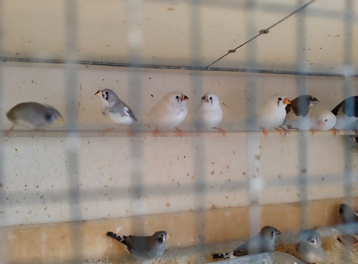 Продавам Зеброви Амадини