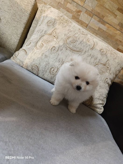 Продавам пумерани