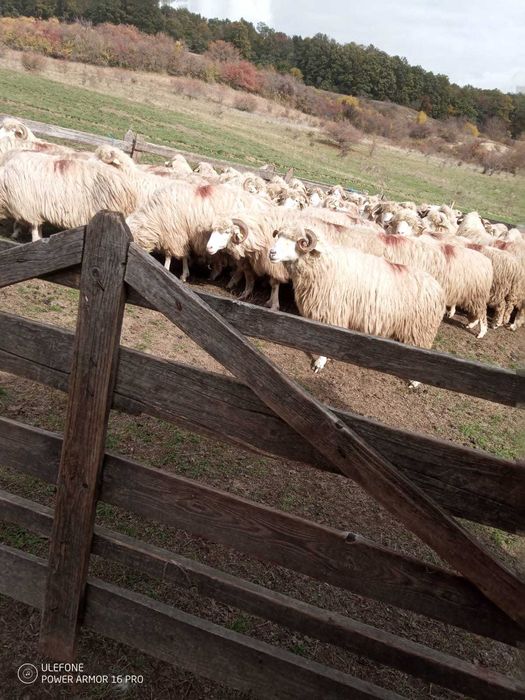 Vând oi,comuna Recea-Cristur