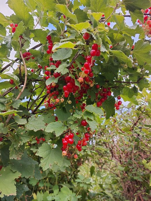 НОВОПАВЛОВКА  Продам  дачный участок