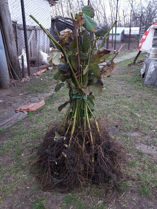 Plante Afin Zmeur Mur