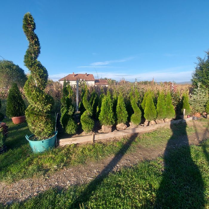 Tuia Spirala Plante ornamentale.