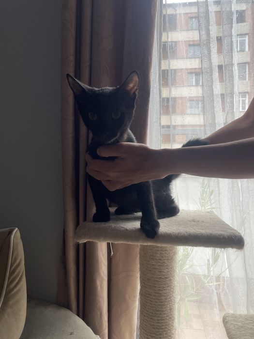 Подарявам малки котета