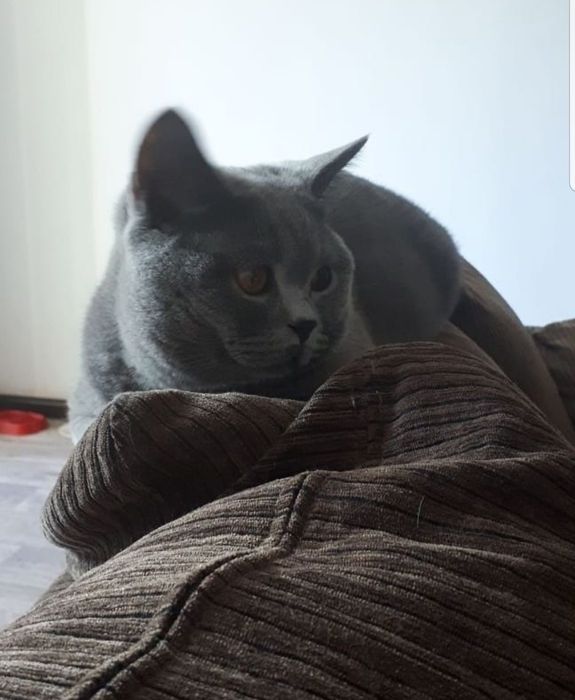 Вязка нолубого окраса британца, опытный