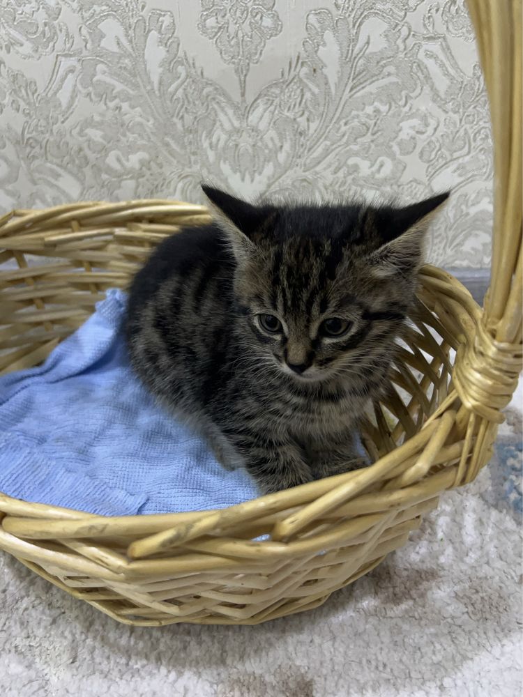 Отдам котят в добрые руки