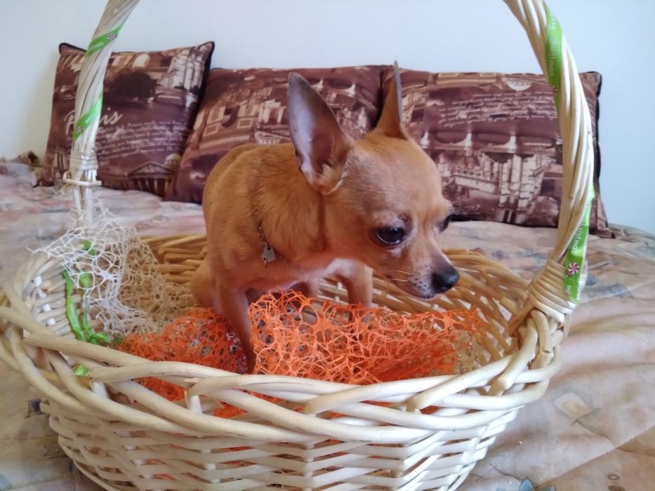 Вязка той терьера мальчика