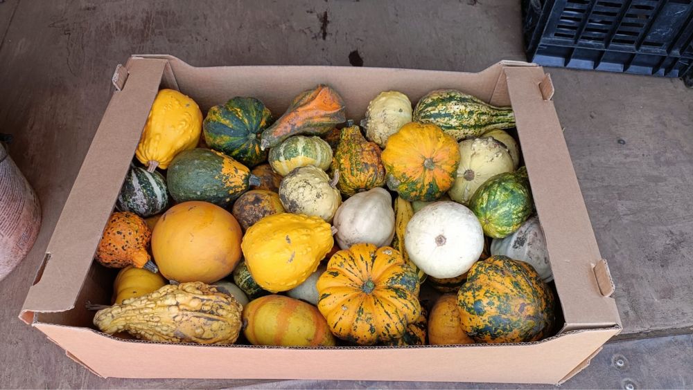 Dovleci de haloween si decorativi