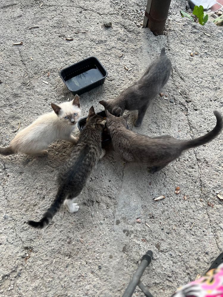 Котята в добрые руки