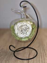 Trandafir criogenat glazurat