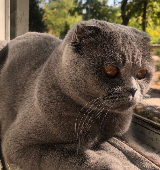 Вязка: британский вислоухий кот