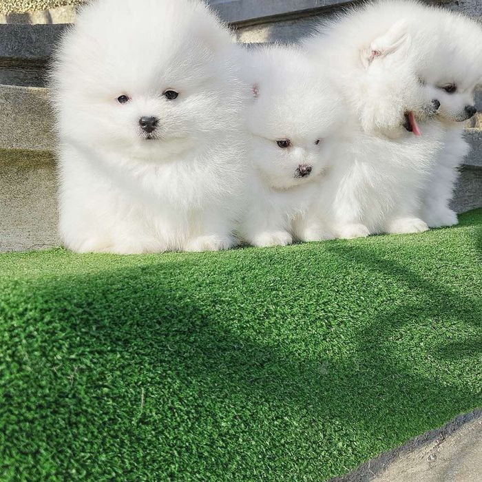 Померан померани мини