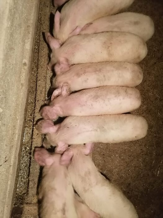 Продам поросят 2.5 месяца