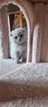 Felisa British shorthair fold lila