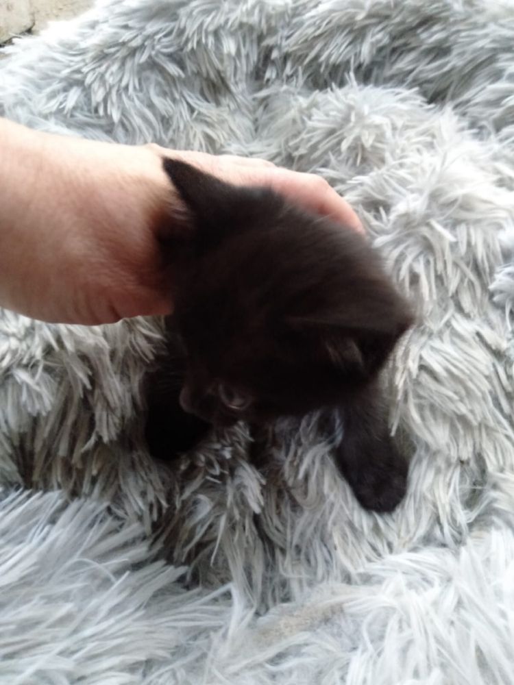 Домашние котята